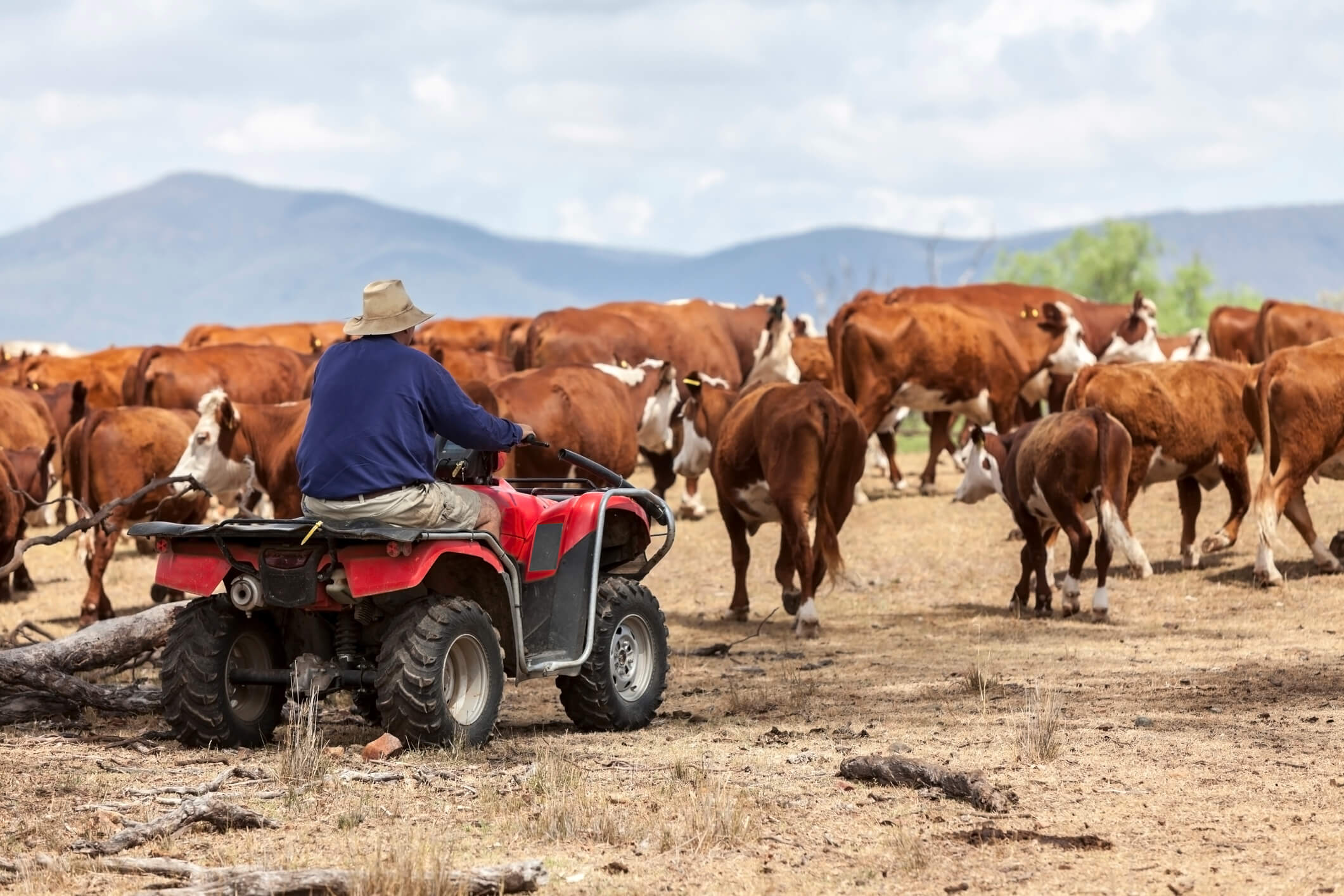 Současný honák dobytka v Austrálii už nezahání stádo do ohrady na koni, ale na čtyřkolce. Zdroj: iStockphoto