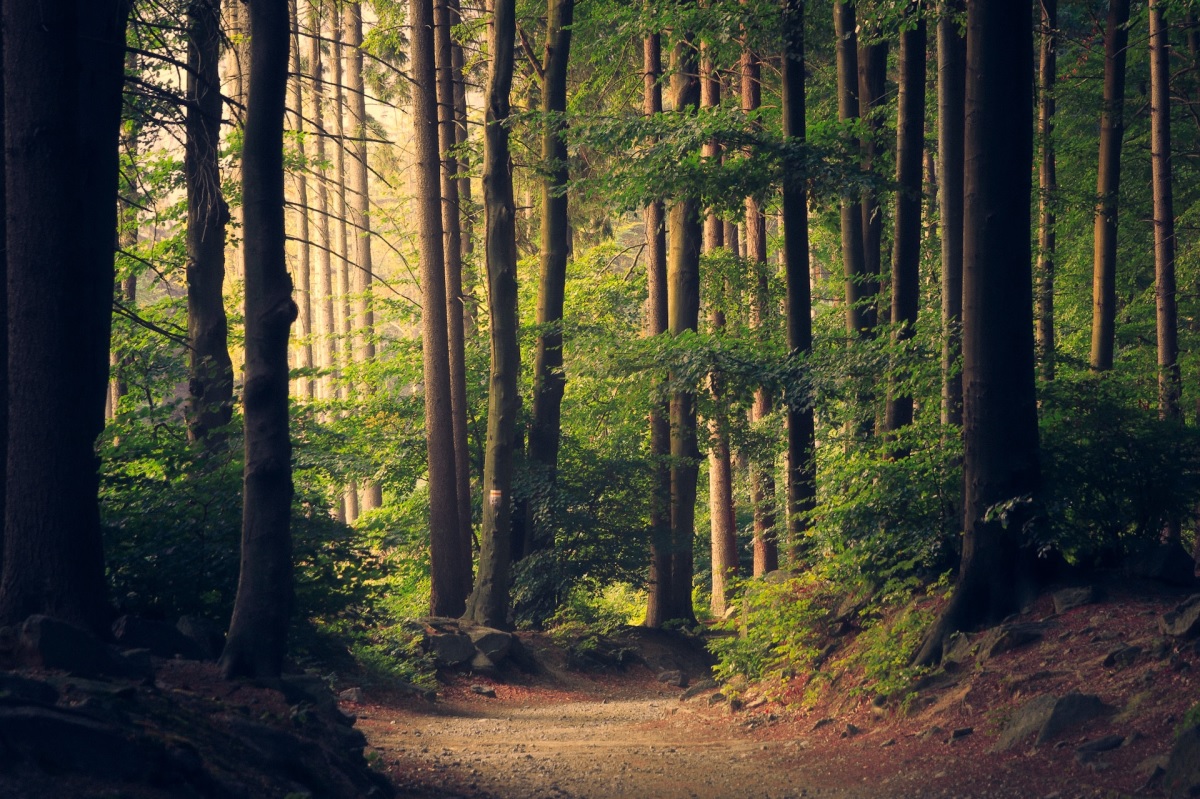 Die deutschen Wälder sind schwer erkrankt.  Vier von fünf Bäumen überleben nicht
